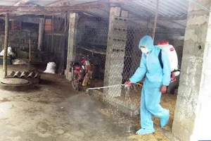 Xuất hiện ổ dịch tả heo Châu Phi tại Quảng Nam