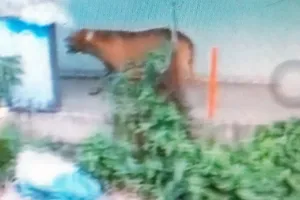 Con chó đã cắn chết người