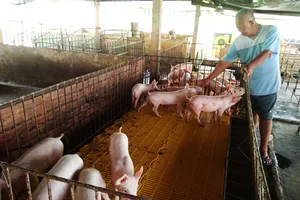 Long An hỗ trợ tới 300 triệu đồng di dời cơ sở chăn nuôi ra khỏi nội thành