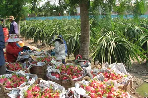 ĐBSCL: Thanh long tăng giá, nông dân không còn nhiều để bán