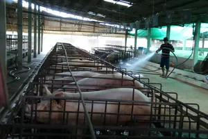 ĐBSCL: Người chăn nuôi heo chuẩn bị tái đàn phục vụ thị trường cuối năm