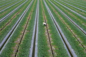 Long An: Nông dân tất bật xuống giống dưa hấu để phục vụ thị trường tết