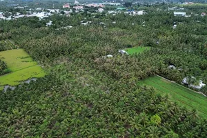 Mekong Delta provinces prevent black-headed caterpillar attacks on coconuts