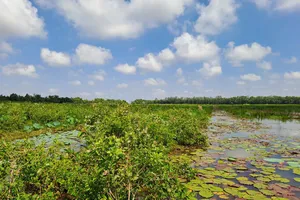 Phục hồi 17ha rừng tràm đặc dụng tại Khu bảo tồn Đất ngập nước Láng Sen (Long An)