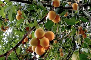 Nông dân trồng thanh trà trúng vụ tết