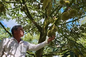 Tiền Giang: Kiểm soát nghiêm ngặt vùng trồng sầu riêng xuất khẩu