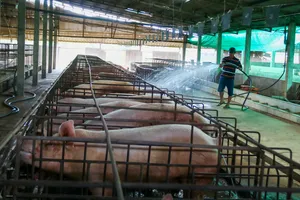 Tiền Giang, Long An: Dịch tả heo châu Phi bùng phát trở lại