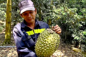 Nông dân trồng sầu riêng ở ĐBSCL: Lỗ vốn vẫn phải thu hoạch để vệ sinh vườn
