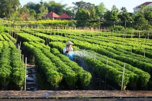 Đồng Tháp tập trung xuống giống phục vụ Festival Hoa - Kiểng Sa Đéc 2025