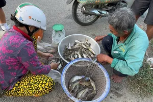 Nông dân miền Tây đón lộc vàng mùa nước nổi