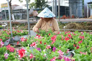 Làng hoa Sa Đéc (Đồng Tháp): Tất bật xuống giống phục vụ thị trường Tết Nguyên đán 2026