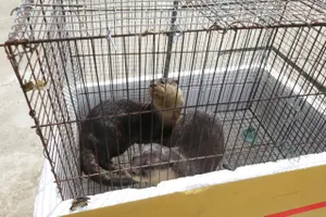 Đồng Tháp: Tiếp nhận hai cá thể rái cá quý hiếm để bảo tồn