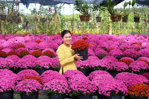 Festival Hoa - Kiểng Sa Đéc lần thứ II năm 2025 sẽ diễn ra từ 27-12-2025 đến 4-1-2026