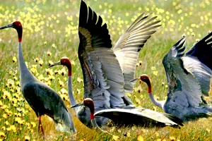 Phục hồi quần xã năng kim ở vùng lõi Vườn Quốc gia Tràm Chim