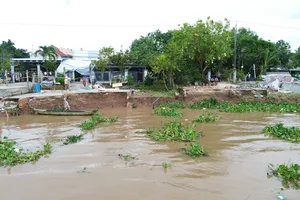 Đồng Tháp, Vĩnh Long: Triều cường kết hợp lũ gây sạt lở 155 điểm, thiệt hại 2.900ha cây trồng
