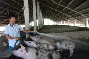 Đồng Tháp: Thận trọng tái đàn heo phục vụ thị trường Tết Bính Ngọ 2026