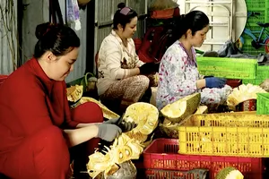 Nông dân Đồng Tháp khấm khá nhờ “biến” mít dạt thành đặc sản