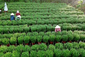 Nhộn nhịp mùa “làm đẹp” hoa kiểng phục vụ thị trường tết