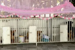 Đàn chó của một hộ dân xã Tràm Chim đang được cách ly theo dõi dịch bệnh