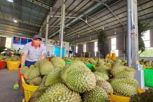 Chuẩn hóa chất lượng sầu riêng, giảm thu hồi mã số vùng trồng