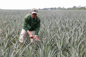 Điều trị thành công bệnh đỏ đầu lá trên cây khóm ở Đồng Tháp Mười