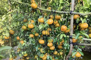 Đồng Tháp: Khắc phục thành công bệnh vàng lá, thối rễ ở cây quýt hồng 