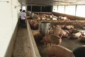 Đồng Tháp hỗ trợ người dân tiêu độc khử trùng, bảo vệ đàn vật nuôi 