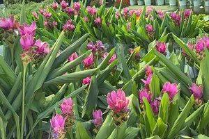 Đồng Tháp: Nhiều giống hoa lạ “cháy hàng”