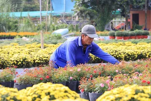Giáp tết, nhiều làng hoa ở Đồng Tháp "khát" lao động 
