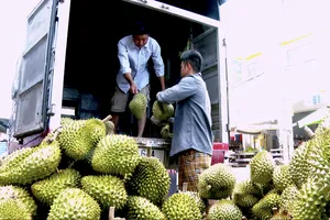 Thương lái thu mua sầu riêng tại xã Ngũ Hiệp, tỉnh Đồng Tháp vận chuyển về vựa 