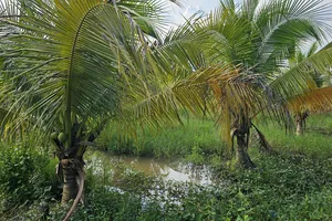 Mưa lớn trái mùa ở Đồng Tháp giúp giảm độ mặn trên các nhánh sông