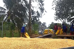  Giá lúa tiếp tục "lao dốc"