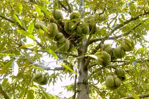 Đồng Tháp: Giá sầu riêng giảm hơn 50% chỉ trong 1 tuần