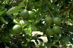 ĐBSCL: Giá chanh, cam sành, sả tăng do nhu cầu cao