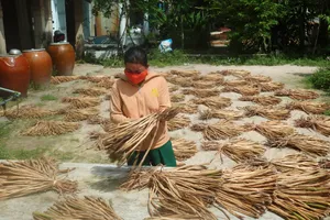 Vớt lục bình phơi khô, nông dân Đồng Tháp tăng thu nhập