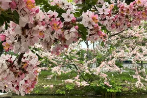 Ngắm vườn hoa anh đào đẹp nhất miền Tây