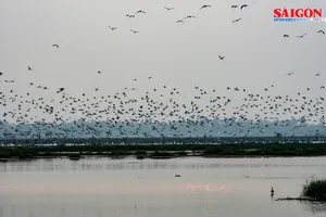 Nhiều loài chim quý về Vườn quốc gia Tràm Chim trú ngụ, kiếm ăn