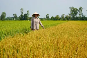 Đồng Tháp: Lúa chết bất thường khi sắp thu hoạch