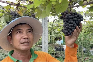 Khám phá vườn nho trĩu quả ở làng hoa Sa Đéc 