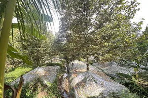 Đồng Tháp triển khai mô hình canh tác sầu riêng kiểm soát cadimi