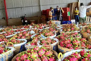 Thanh long ruột trắng rớt giá chỉ còn từ 4.000 - 5.000 đồng/kg
