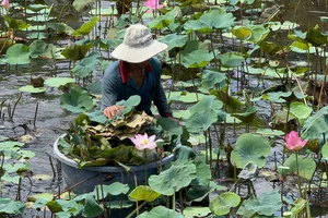 Sức sống mới từ đồng sen