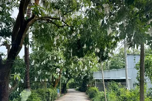 Đồng Tháp: Nông dân "đổi đời" nhờ xoài hữu cơ và du lịch sinh thái