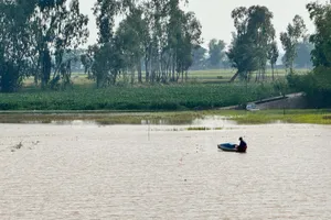 Nông dân xã Thường Phước trữ cá, tôm khi các cánh đồng xả lũ