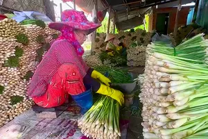 Cây sả giúp người dân vùng hạn mặn Đồng Tháp đổi đời