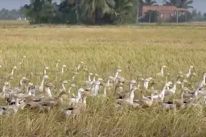 Xuất hiện ổ dịch cúm gia cầm H5N1 tại Đồng Tháp