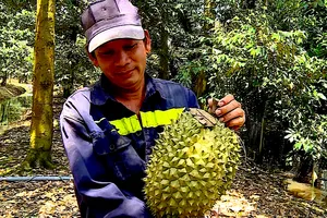 Đồng Tháp đẩy nhanh cấp mã số vùng trồng cho nông sản xuất khẩu