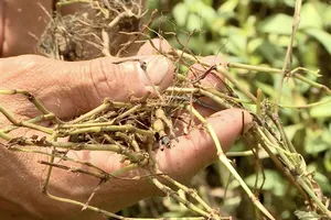 Hơn 300ha cây trồng hư hại bất thường, Công an Đồng Tháp vào cuộc điều tra