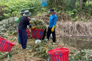 Giá khóm Đồng Tháp tăng gấp đôi, nông dân có lãi trở lại
