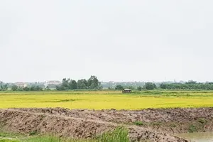  Trông coi huyệt mộ, 3 người tử vong do sét đánh